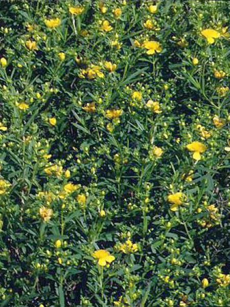 Millepertuis de Kalmian 'Gemo'