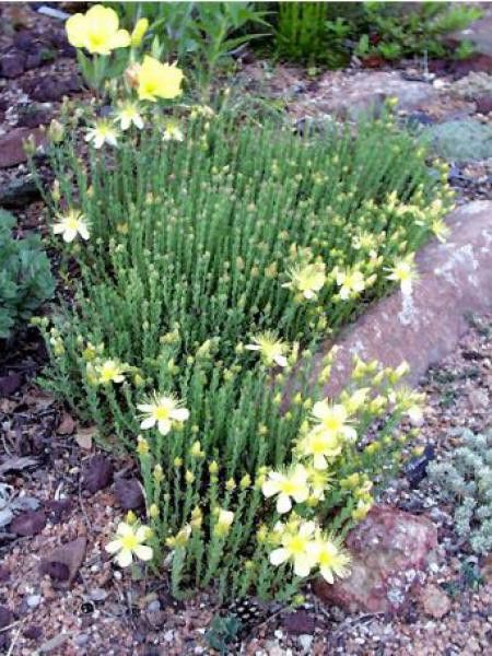 Millepertuis du Mont Olympe 'Citrinum'