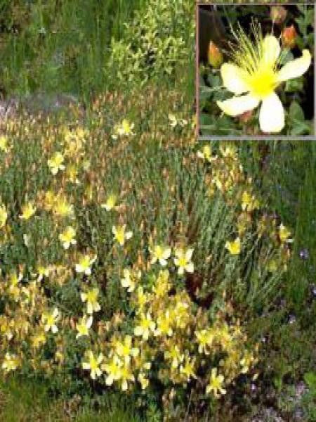 Millepertuis du Mont Olympe