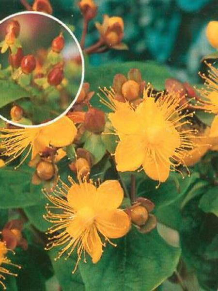 Millepertuis 'Excellent Flair'