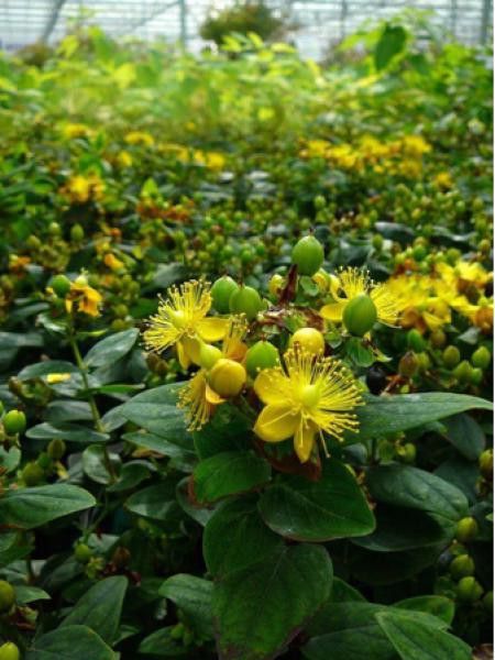 Millepertuis 'Magical® Limelight 'kolmli' '