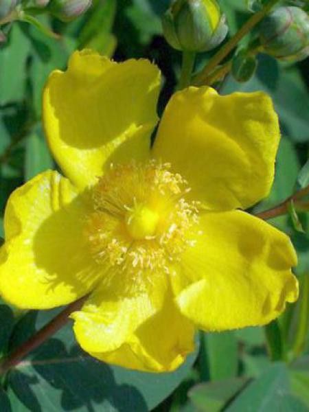 Millepertuis moserianum