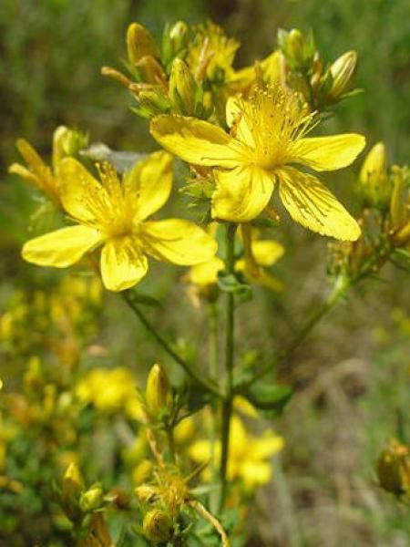 Millepertuis perforatum