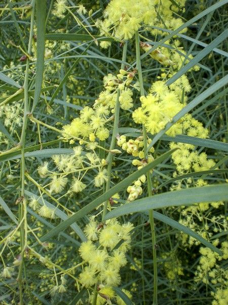 Mimosa à feuille de saule