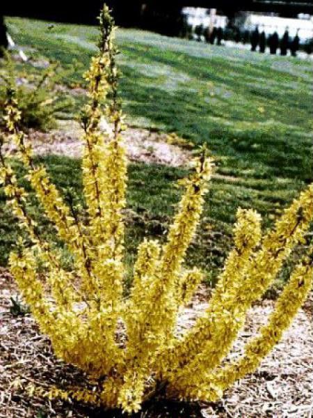 Mimosa de Paris Boucle D'or® 'Courtacour'