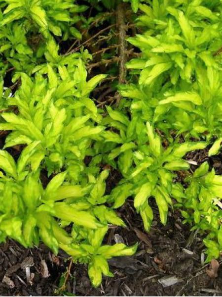 Mimosa de Paris 'Fiesta'