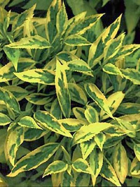 Mimosa de Paris 'Golden Times'