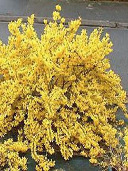 Mimosa de Paris 'Marée d'Or'