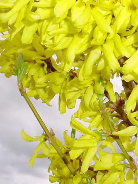 Mimosa de Paris 'Spring Glory'