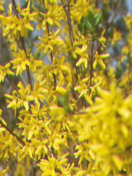 Mimosa de Paris 'Weekend'