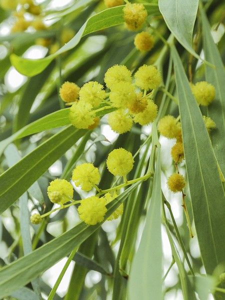 Mimosa des 4 saisons