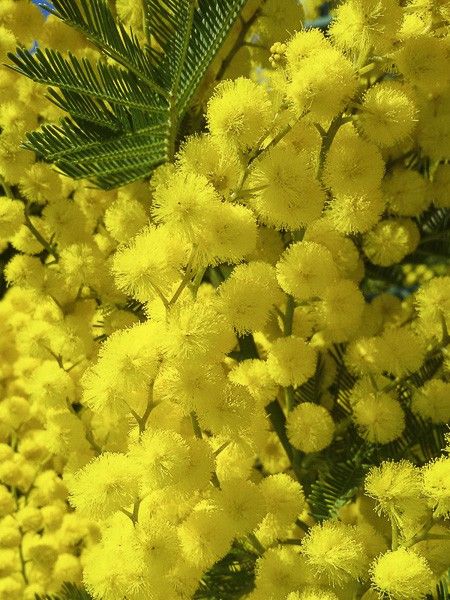 Mimosa des fleuristes 'Gaulois Astier'