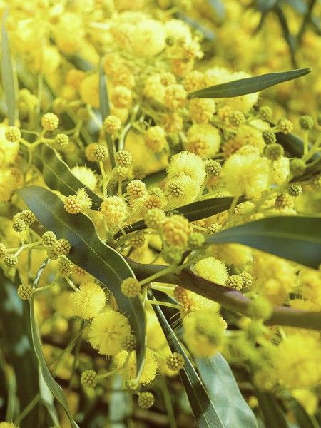 Mimosa 'Lisette'