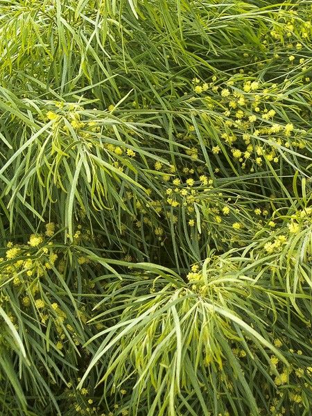 Mimosa nain 'Limelight'