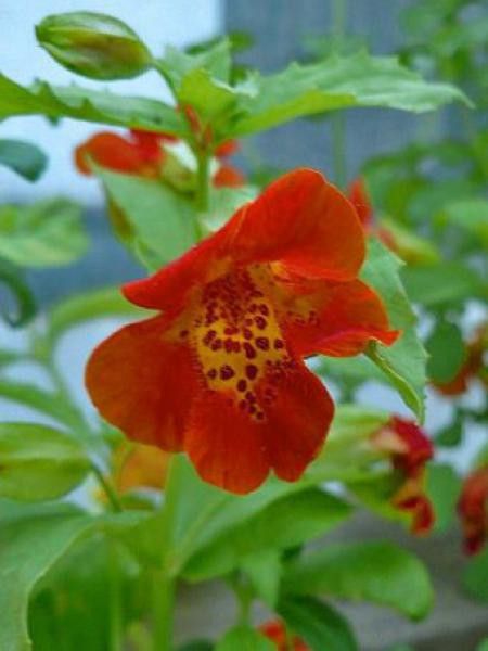 Mimule 'Bonfire Red'