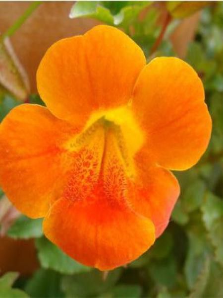 Mimule 'Orange'