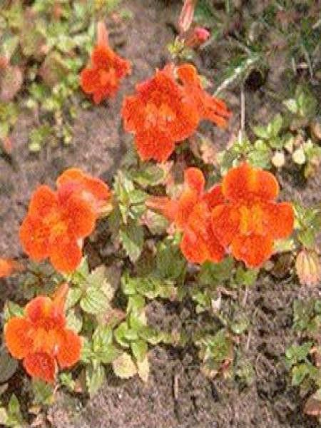 Mimule 'Orange Glow'