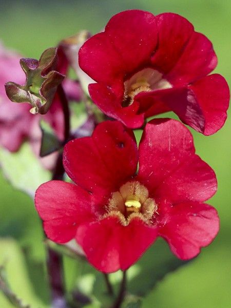 Mimule 'Roter Kaiser'