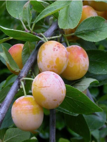 Mirabellier 'Mirabelle De Nancy'