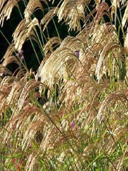 Miscanthus nepalensis 