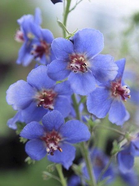 Molène 'Blue Lagoon'