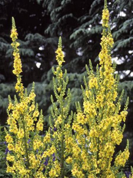 Molène de Chaix 'Sixteen Candles'