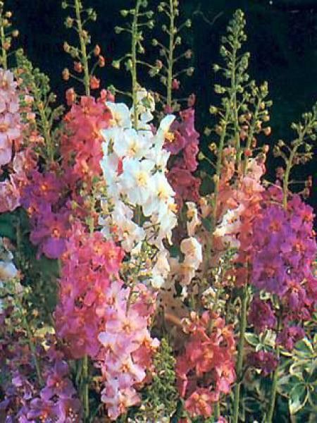 Molène de Phénicie