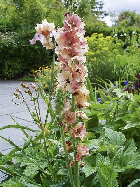 Molène 'Helen Johnson'