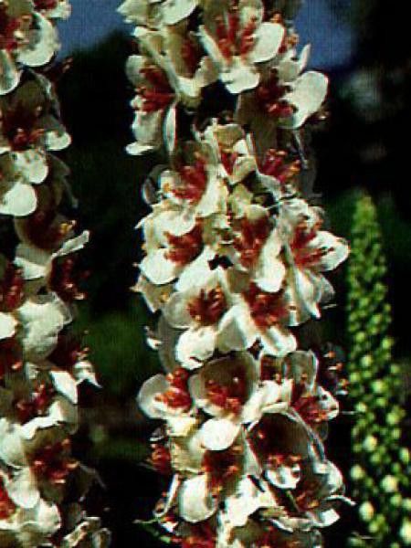 Molène noire 'Album'