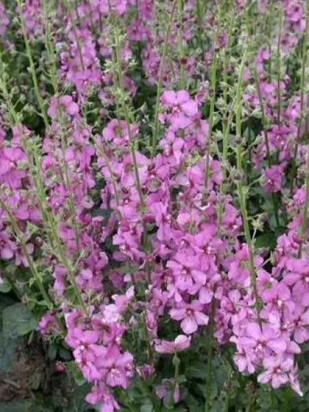 Molène 'Summer Sorbet