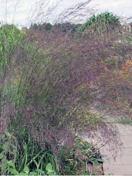 Molinie 'Bergfreund'