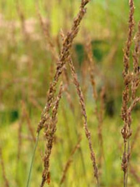 Molinie bleue 'Dauerstrahl'