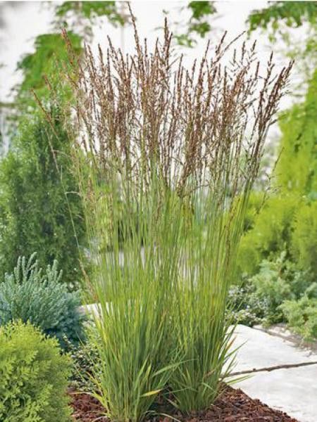 Molinie bleue 'Heidezwerg'