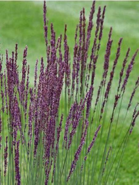 Molinie bleue 'Poul Petersen'