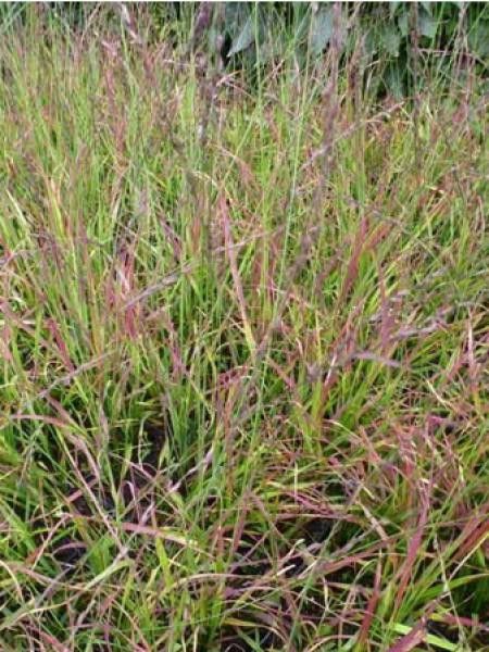 Molinie bleue 'Rotschopf'