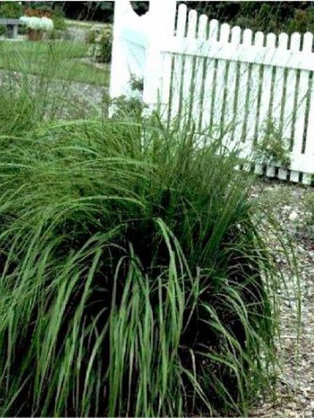 Molinie bleue 'Windspiel'