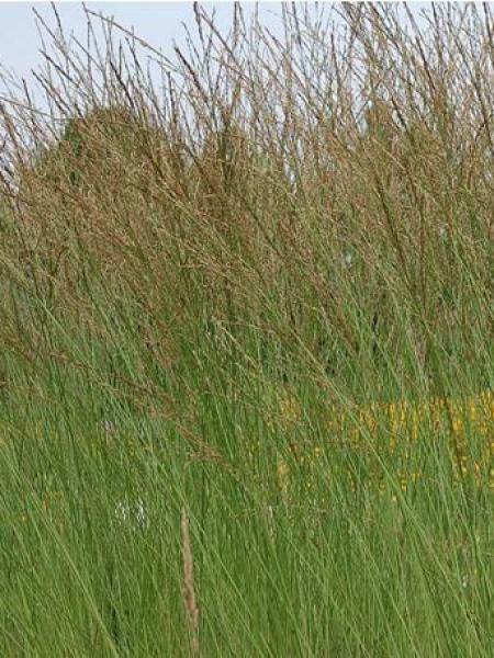 Molinie 'Cordoba'