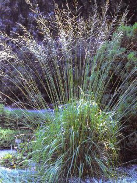 Molinie 'Karl Foerster'