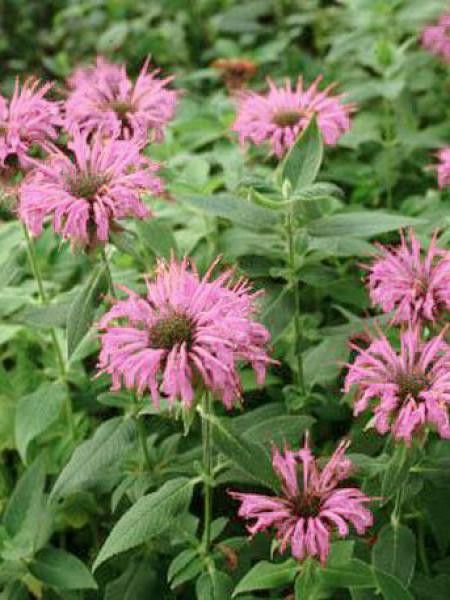 Monarde 'Aquarius'