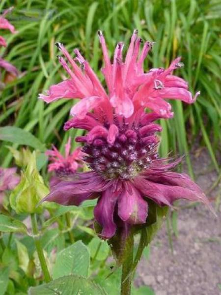 Monarde 'Balance'