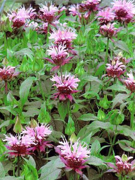 Monarde 'Beauty of Cobham'