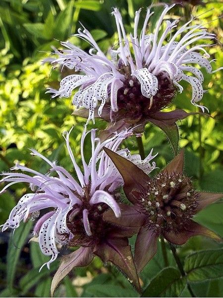 Monarde bradburiana