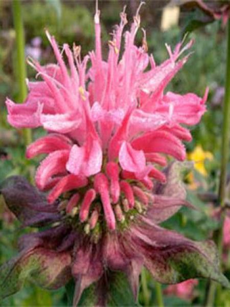 Monarde 'Commanche'