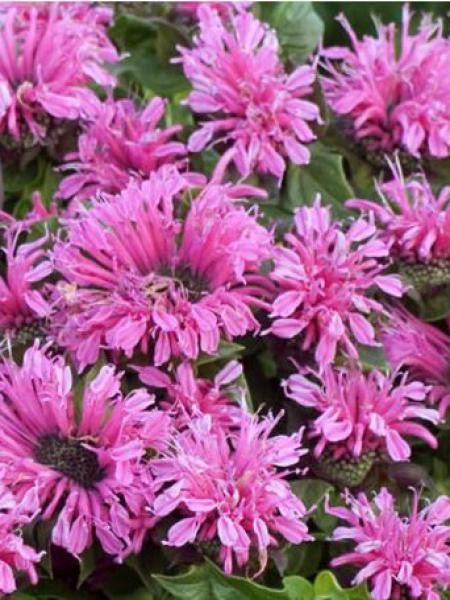 Monarde 'Cranberry Lace'®