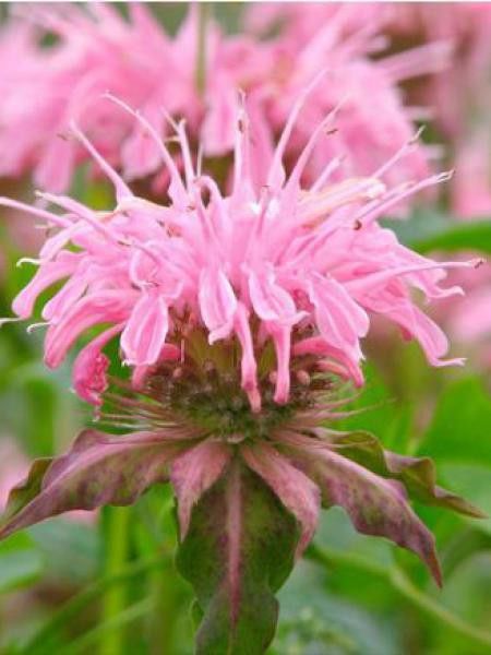Monarde 'Croftway Pink'