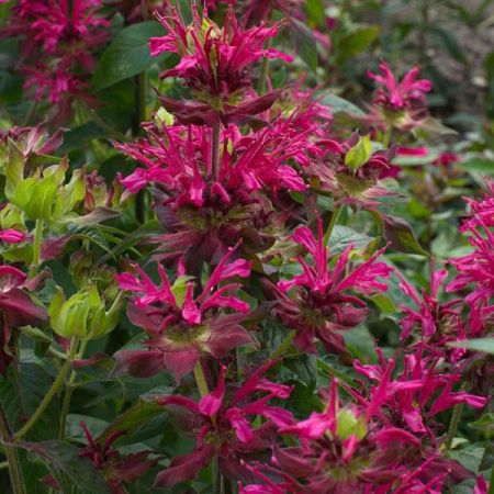 Monarde 'Dancing Bird'