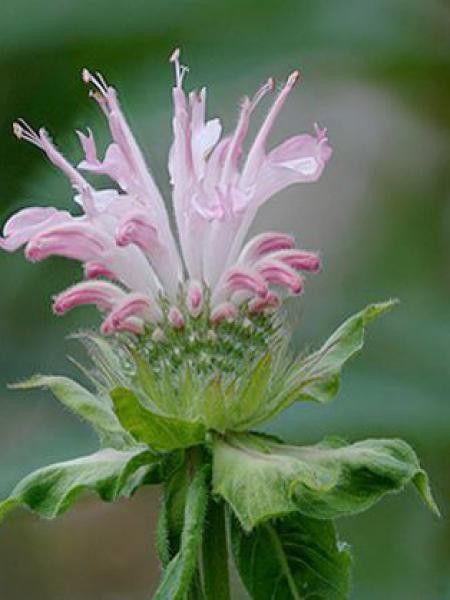 Monarde 'Fishes'