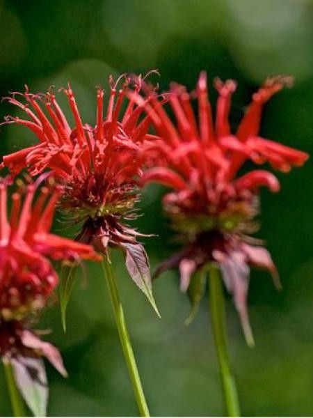 Monarde 'Jacob Cline'