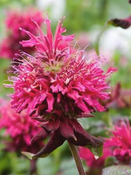 Monarde 'Kardinal'