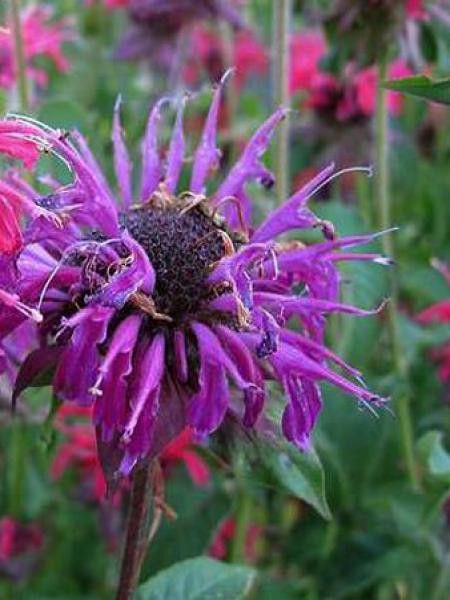 Monarde 'Lederstrumpf'